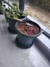 营养土养花种菜土壤有机兰花多肉植物盆栽种植椰砖土通用型 有机营养土10斤【园艺师专研配方 实拍图