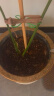 德沃多肥料植物营养土通用50L园艺种菜养花土壤花卉蔬菜有机基质土种植土 实拍图