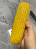 京鲜生东北水果玉米3.6斤 8根单根220g东北甜玉米棒开袋即食 源头直发 实拍图