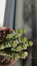 行湘钱串子仙人掌多肉植物钱串子多肉盆栽  钱串子+素陶盆 源头直发 实拍图