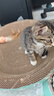 疯狂的主人 猫抓板窝特大号猫玩具猫爪板猫抓盆不掉屑猫窝碗形圆形瓦楞纸 实拍图
