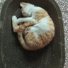 【京东物流】猫抓板磨爪猫窝一体耐磨不掉屑超大号猫玩具猫咪用品 椭圆巨无霸+猫薄荷 实拍图