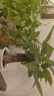 发财树盆栽大植物室内办公室桌面客厅小盆景招财树苗绿植花卉盆栽 三杆发财树 5-8cm【透明储水盆】 【送肥料】 实拍图