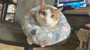 朗诺 RANOVA 猫零食冻干棒棒糖14g混合味 实拍图