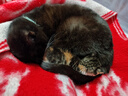 皇家皇家猫粮 成猫猫粮 去毛球 IH34 通用粮 12月以上 4.5KG 实拍图