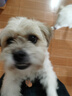 比瑞吉狗粮小型犬成犬粮泰迪贵宾俱乐部系列山药果寡糖促消化橄榄油2kg 实拍图