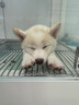 普安特宠物狗狗驱虫药犬体内外同驱跳蚤犬虱非泼罗尼爱滴克+内驱 实拍图