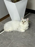 冠能猫粮成猫猫粮鸡肉味7kg 全价猫粮 稳固免疫 适口性强 实拍图