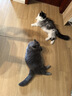 Orijen渴望猫粮 成猫幼猫干粮 六种鱼肉无谷全价通用进口5.4kg效期26/5 实拍图