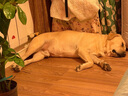 宝路成犬狗粮均衡营养全价粮 大型犬15kg|牛肉味【热卖】 实拍图