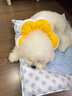 华元宠具（hoopet）狗狗伊丽莎白圈项圈小型犬宠物猫咪颈圈脖圈头套猫伊利沙白圈头罩 实拍图
