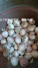 志褚独头蒜大蒜头 2024云南大理紫皮独蒜 精品新鲜现挖湿蒜 2斤装【中果2.5-3.0cm】 实拍图