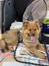 甜浪海狗绳牵引绳中小型犬遛狗胸背带项圈猫咪牵引绳宠物用品S码 晒单实拍图