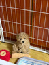 腆宠狗围栏狗栅栏室内宠物围栏狗笼子大型犬中型犬小型犬狗窝猫咪护栏 实拍图
