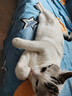 弗列加特 98%高肉含量 FPMR生骨肉全价主食猫罐头 成猫幼猫通用主食罐湿粮 【磷虾油美毛】猎选乳鸽味 95g【单罐】 实拍图