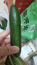 京喜加新鲜无刺水果小黄瓜小青瓜脆甜荷兰脆嫩生吃黄瓜蔬菜 水果黄瓜 1斤 实拍图