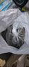 雷米高（RAMICAL）澳丽得 海洋鱼味猫粮海洋鱼味成猫幼猫粮猫粮 10kg 20斤 实拍图