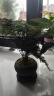 幼薇文竹盆栽植物室内绿化四季迷你办公室绿植摆件桌面好养创意小盆景 文竹+紫砂圆盆+圆形底盘 带盆栽好 实拍图