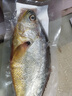 黄小渔 南美三去黄花鱼650g/2条 大黄鱼生鲜海鲜水产深海鱼类烧烤食材 实拍图