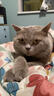 万颐猫粮20斤冻干双拼全价成猫蓝猫布偶肠胃呵护全猫种通用猫干粮10kg 实拍图