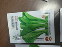 蔬菜种子四季播盆栽阳台庭院香菜生菜菠菜萝卜葱简单易种籽孑大全 四季青梗小白菜约800粒 实拍图