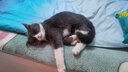 红狗 营养膏120g 猫咪营养膏猫营养膏狗狗猫咪维生素狗狗维生素宠物 实拍图