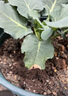 漫生活进口泥炭营养土12L绿植花土壤泥炭土花卉有机土通用种植土兰花土 实拍图