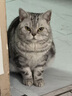 Orijen渴望猫粮 成猫幼猫干粮 全价通用无谷原味鸡肉进口1.8kg效期26/1 实拍图