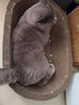 疯狂的主人猫抓板窝特大号猫玩具猫爪板猫抓盆不掉屑猫窝椭圆形瓦楞纸 实拍图