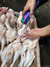 莱脱拔毛神器鸭毛拨毛神器鸡鸭鹅电动脱毛机刮猪毛大功率防水家商用 5.充电加强版猪牛毛·赠适配器 实拍图