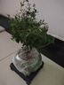 开时果 小叶赤楠盆景摆件 办公室桌面绿植花卉好养盆栽植物源头直发包邮 【热销款】哥窑浸墨盆+苔藓+底座 实拍图