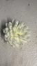 无火香薰套装家用室内厕所除臭香薰瓶藤条干花持久空气清新 小苍兰【1瓶装】 实拍图