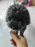 疯狂小狗宠物狗零食磨牙肉干0添加训犬奖励 天然之味 鸭肉绕孢子甘蓝100g 实拍图