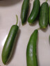 京喜加新鲜无刺水果小黄瓜小青瓜脆甜荷兰脆嫩生吃黄瓜蔬菜 水果黄瓜 1斤 实拍图