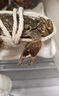 【活蟹】阳澄联合大闸蟹 鲜活六月黄2.8-3.1两 8只螃蟹去绳足重海鲜礼盒装源头直发 实拍图