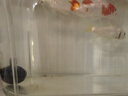 宠街坊鱼缸一体缸造景生态小鱼缸桌面水族箱金鱼斗鱼PET透明鱼缸送礼 实拍图