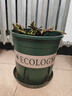 九千谷花盆加仑盆 园艺种植家用塑料花盆兰花盆带托盘24*24cm3个装5082 实拍图
