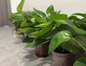 双盟绿萝盆栽除甲醛花卉绿植办公室新房净化空气180加仑4盆装源头直发 实拍图