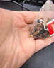 南同四海南京同仁堂荷叶山楂白芥子茶360g荷叶山楂养生大肚子荷苡肥茶包 实拍图
