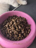 卫仕 膳食全价幼年期猫粮 天然营养高蛋白奶糕 1.8kg  实拍图