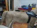 贝初众狗绳大型犬牵引绳狗狗牵引绳胸背带遛狗绳中型犬大狗金毛边牧p绳 狗狗胸背带-赠送牵引绳*1字帖*4 黑色 M-适合22-40斤狗狗 防爆冲胸背带-轻便不勒脖-反光条 实拍图