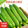 京喜加新鲜无刺水果小黄瓜小青瓜脆甜荷兰脆嫩生吃黄瓜蔬菜 水果黄瓜 1斤 实拍图