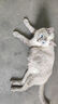 格吾安格系列猫主食罐全价鲜肉猫湿粮慕斯鸡牛肉混合口味1盒（85g*6罐） 实拍图