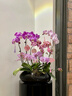 绿韵花田【两小时达】蝴蝶兰盆栽带花苞花剑花盆真花兰花开业乔迁生日礼物 8株紫色（瓷盆随机） 实拍图