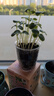 IAM City Farmer凤仙花 儿童植物观察杯 科学课植物种植盆栽根系生长DIY观察10036 实拍图