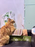 愛肯拿（ACANA）猫粮 牧场盛宴成猫幼猫粮 高蛋白无谷进口鸡肉粮5.4kg 效期26/3 实拍图