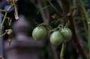 佳能（Canon） RF50mm F1.8全画幅小痰盂微单定焦镜头大光圈人像镜头 RF50mm F1.8 STM 实拍图