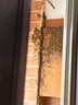 爱帝尔 防蜂服半身蜂衣养蜂防护服透气散热马蜂蜜蜂防蚊虫叮咬防蜂帽 防蜂服【舒适透气】 CW029566 实拍图