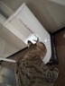 小佩智能自动喂食器SOLO白色 猫碗猫狗喂食器定时定量猫咪自动投食器 实拍图