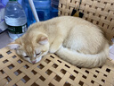 卫仕猫用A2全护配方羊奶粉200g小猫宠物新生猫羊奶粉帮助成长羊奶粉 实拍图